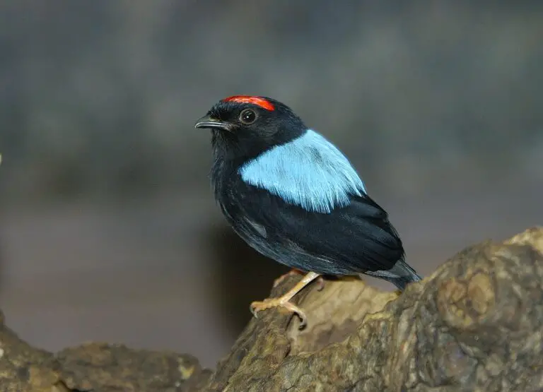 Blue-backed manakin