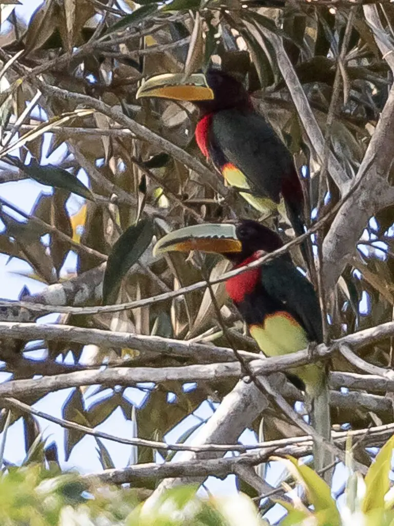 Brown-mandibled aracari