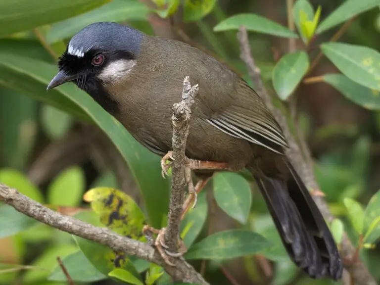 Black-throated laughingthrush