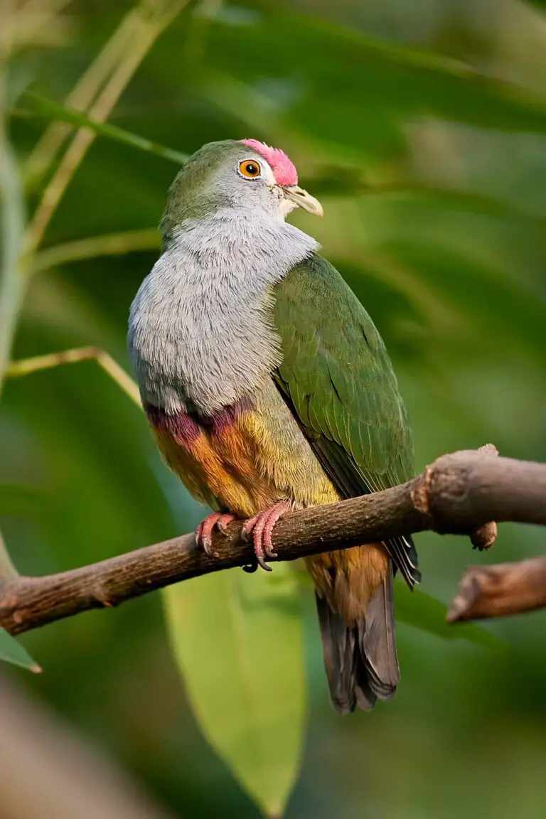 Beautiful fruit dove