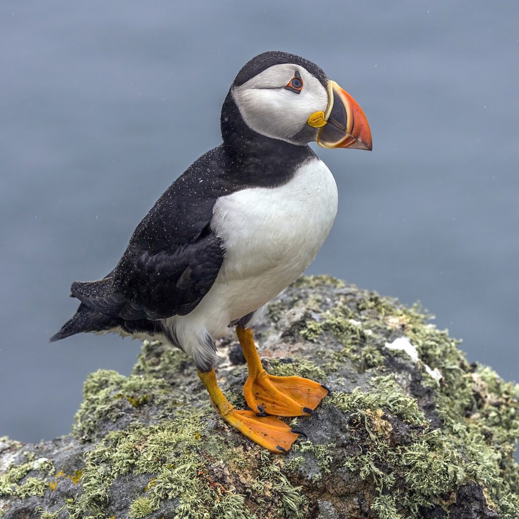 Atlantic Puffin