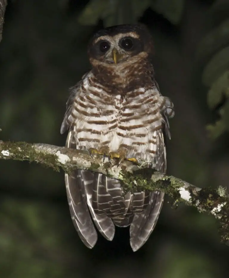 Band-bellied owl