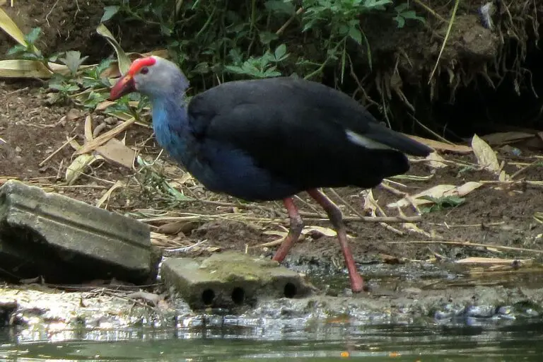 Black-backed swamphen