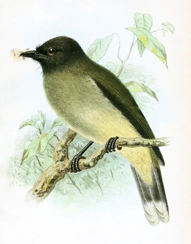 Blue-wattled bulbul