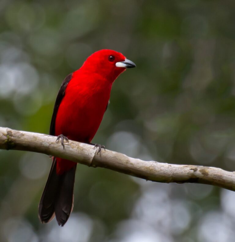 Brazilian tanager