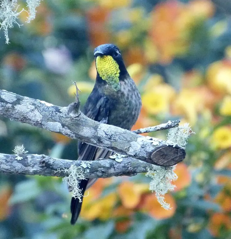 Black-backed thornbill