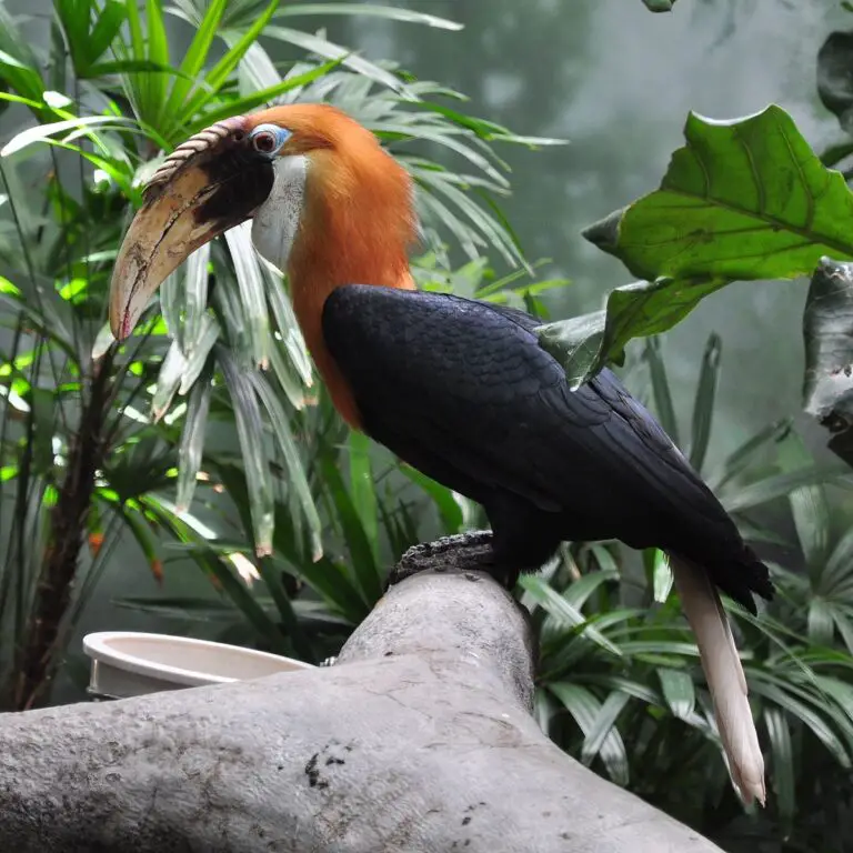 Blyth's hornbill