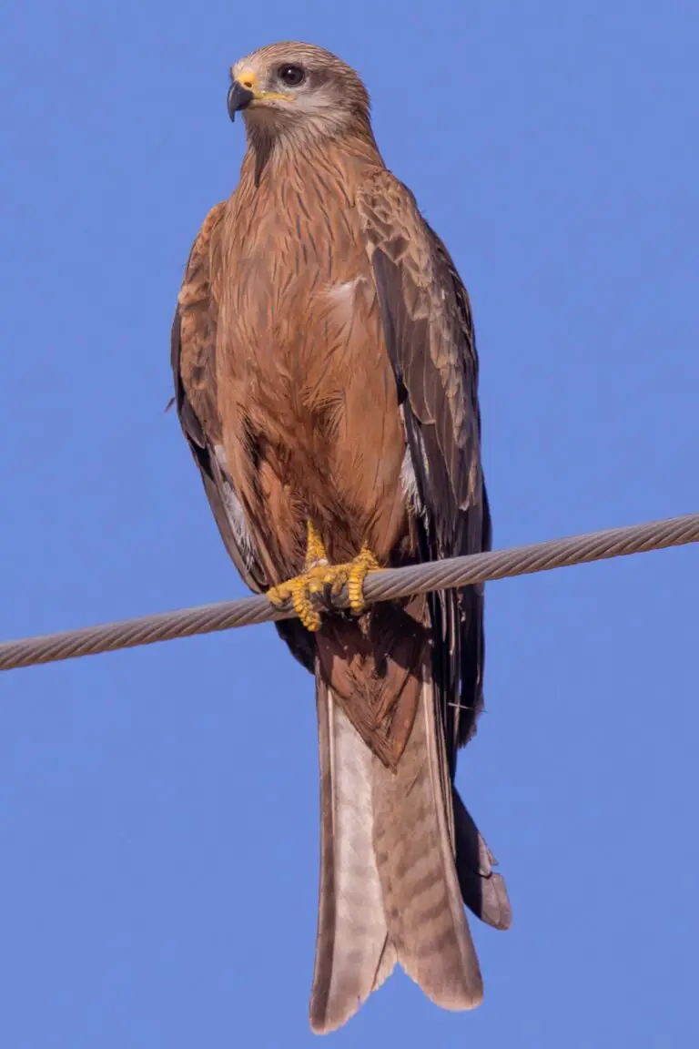 Black kite