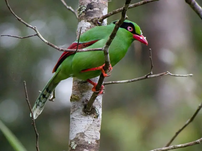 Bornean green magpie