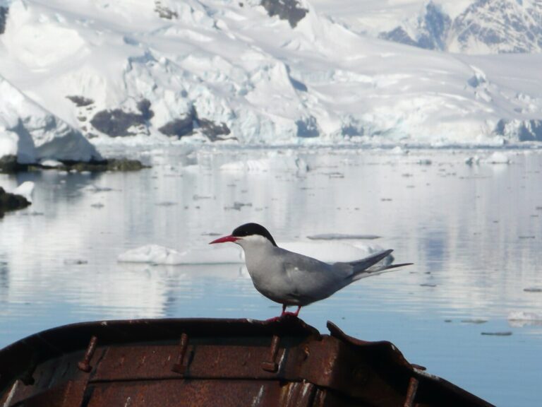 Antarctic Tern