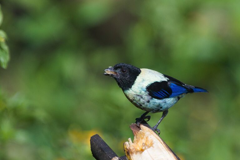 Black-headed tanager