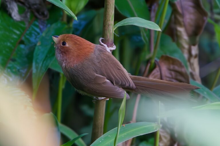 Brown-winged parrotbill