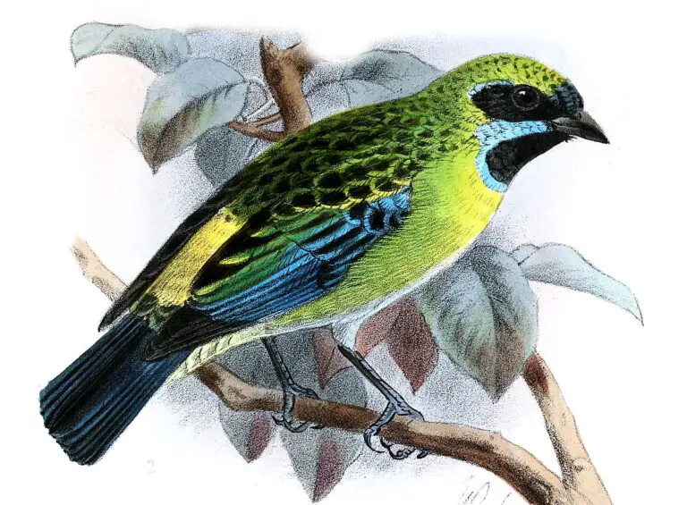 Blue-whiskered tanager