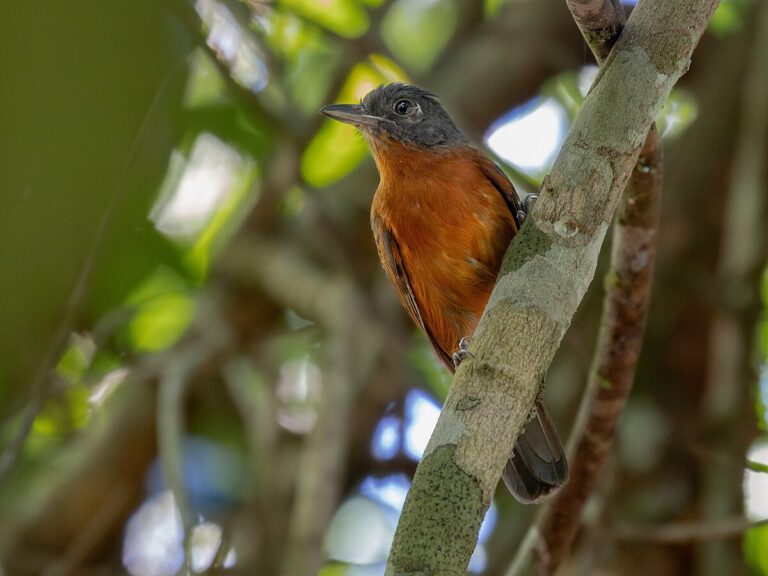 Blackish-grey antshrike