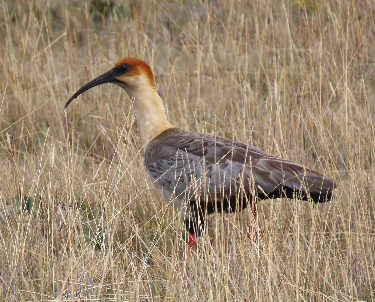 Andean Ibis