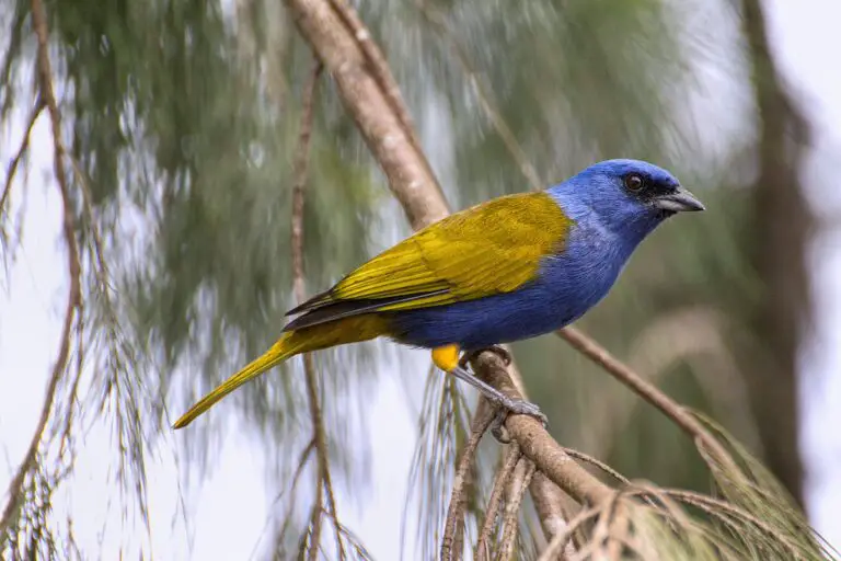 Blue-capped tanager