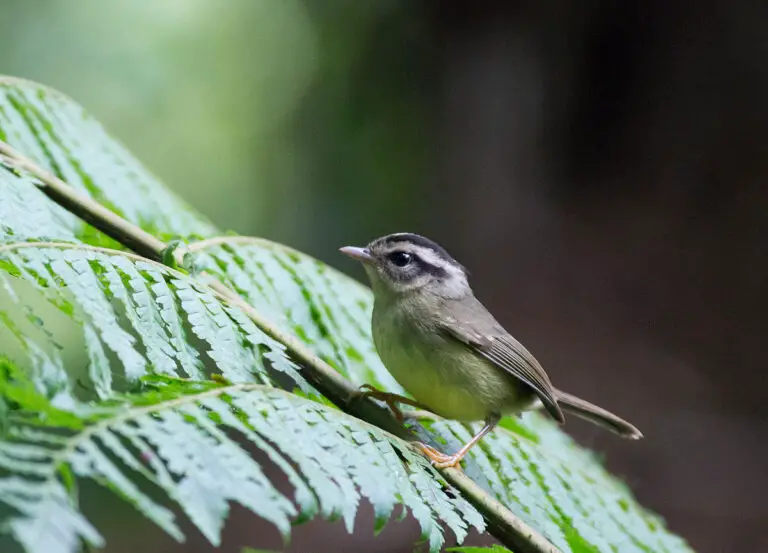 Black-eared warbler