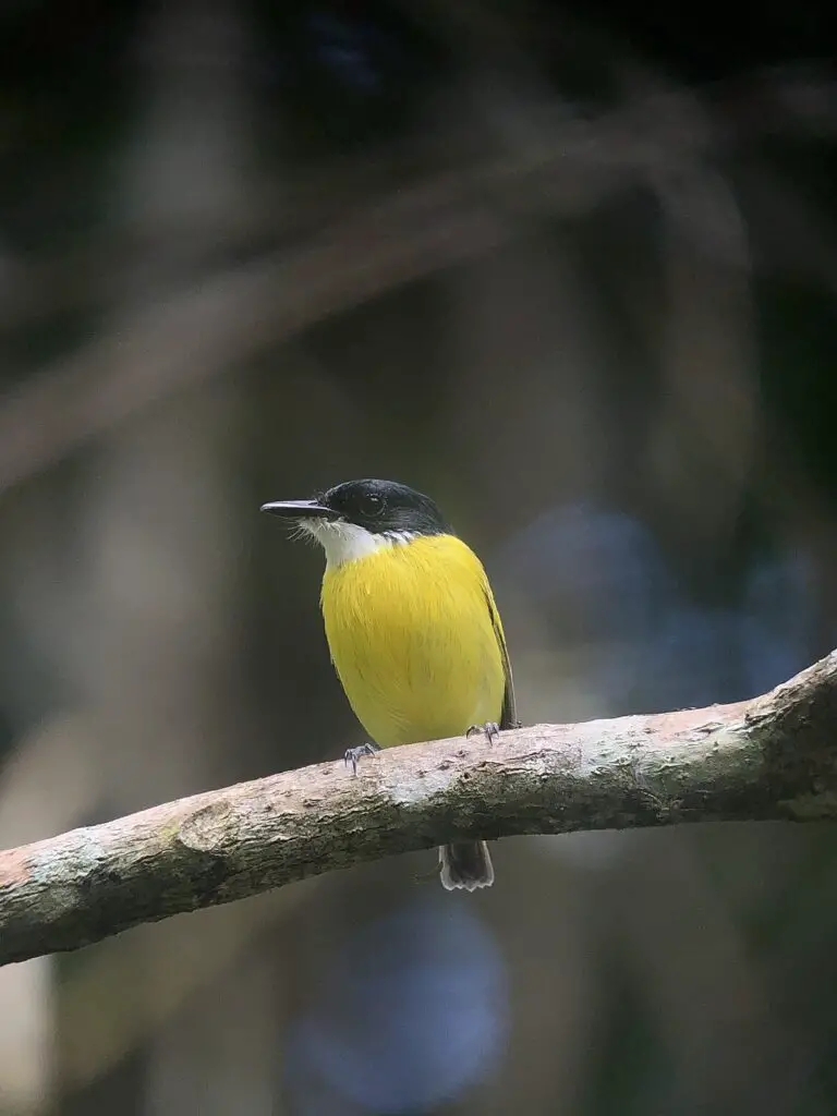 Black-headed tody-flycatcher