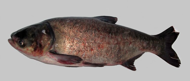 Bighead carp