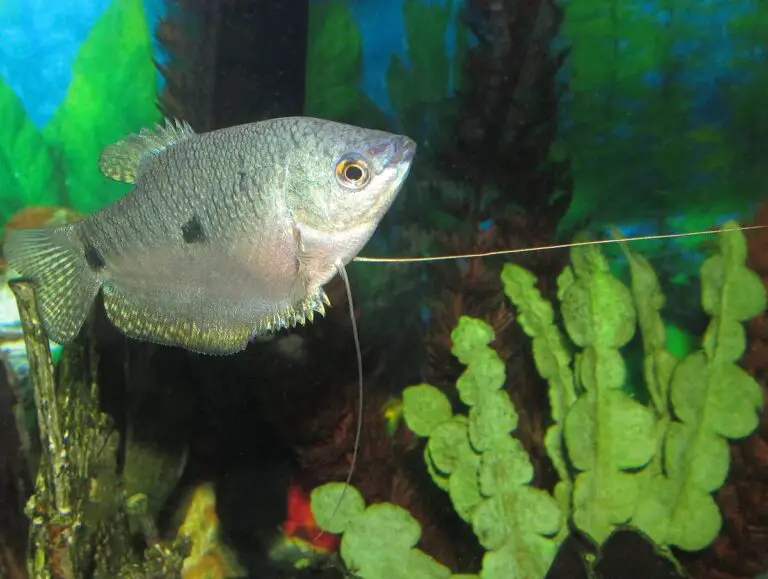 Blue gourami