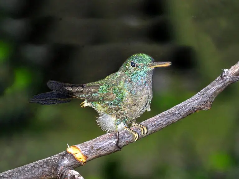 Blue-tailed hummingbird