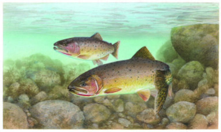 Cutthroat trout