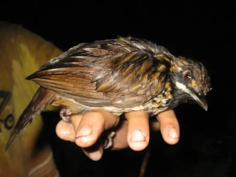 Black-throated wren-babbler