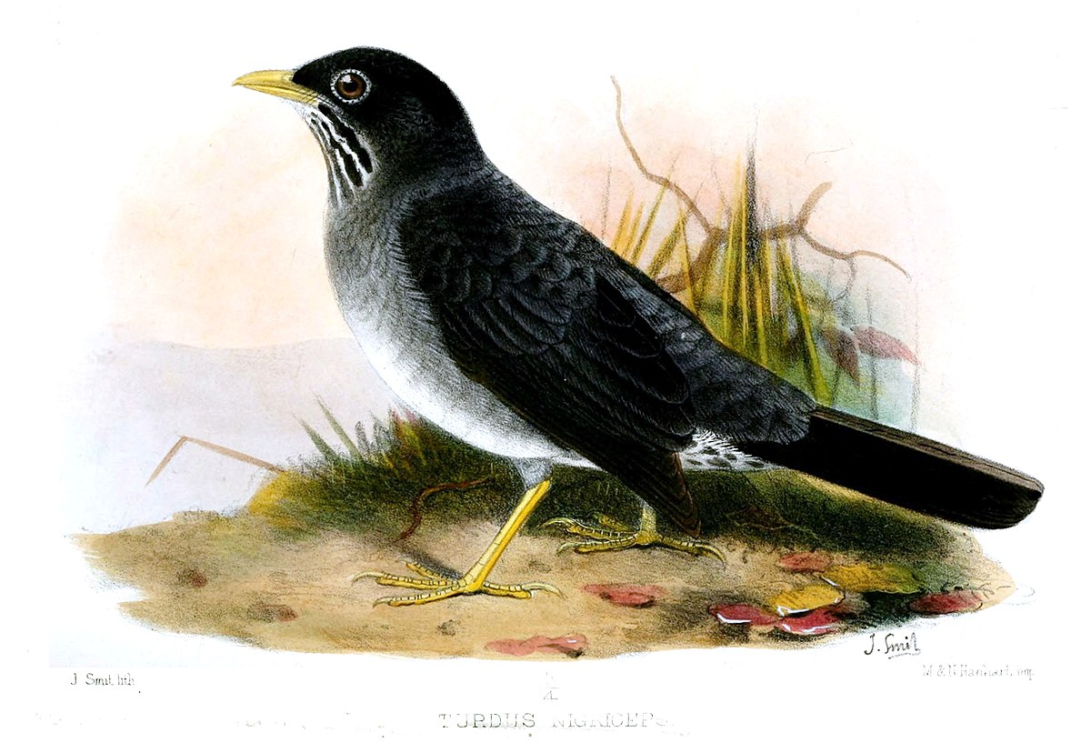 Andean Slaty Thrush