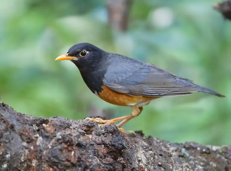 Black-breasted thrush