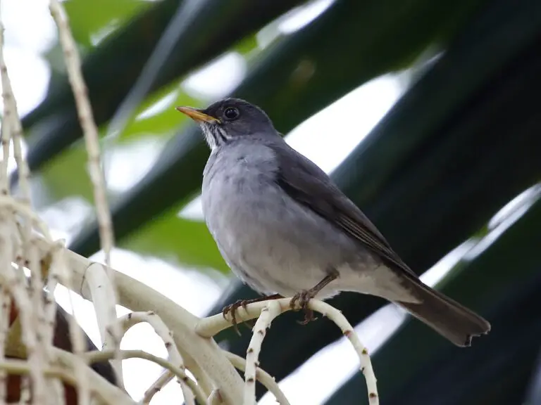 Blacksmith thrush