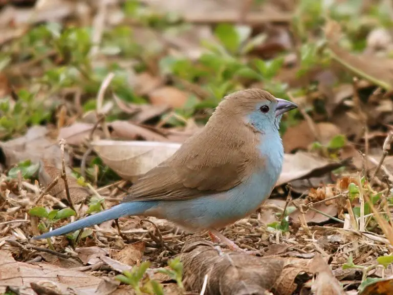 Blue waxbill