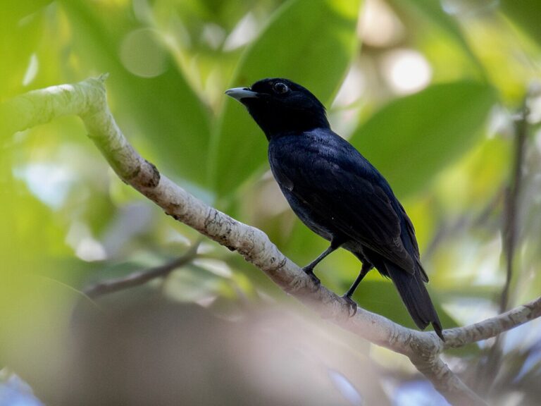 Black manakin