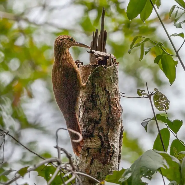 Buff-throated woodcreeper