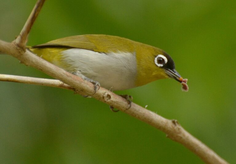 Black-crowned white-eye