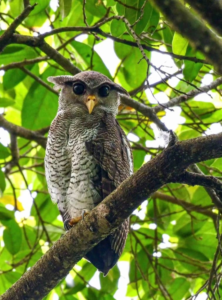 Barred eagle-owl