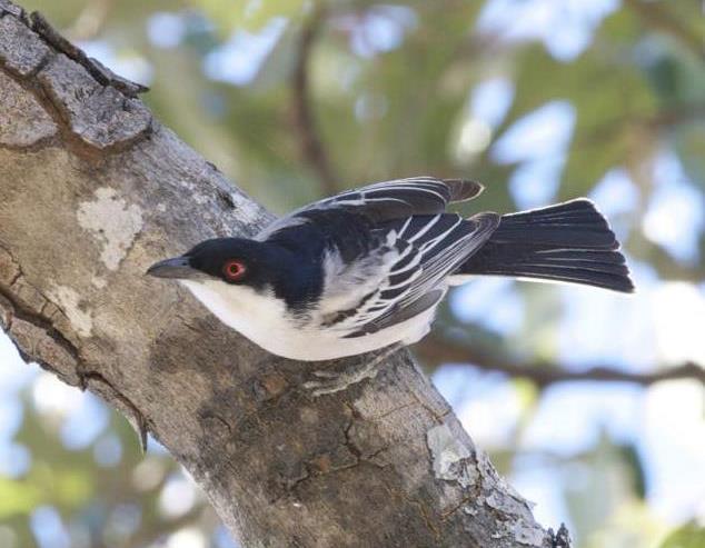 Black-backed puffback