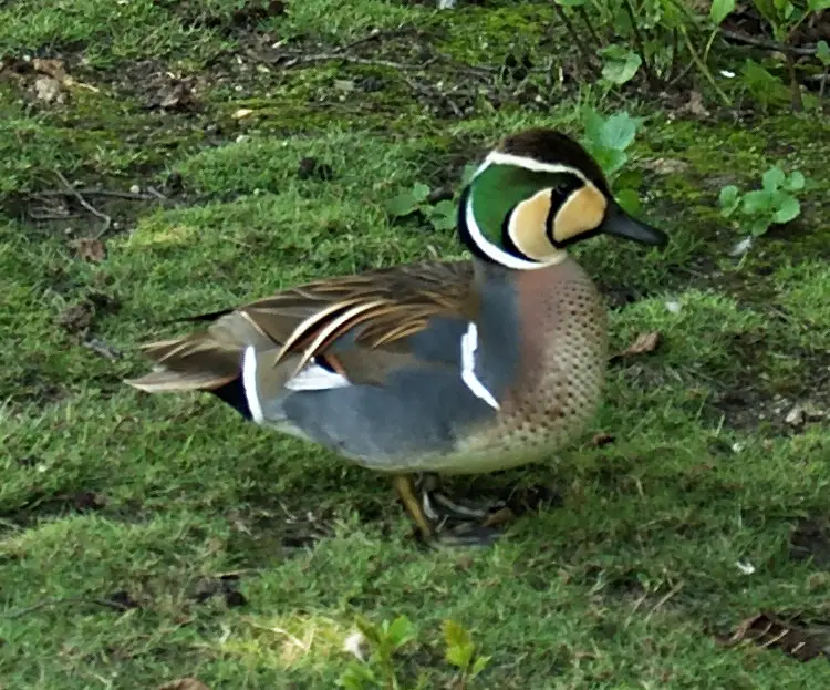 Baikal teal