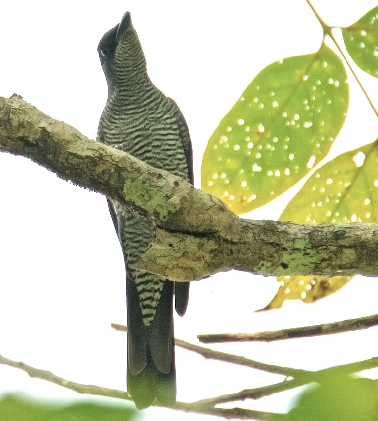 Andaman Cuckooshrike