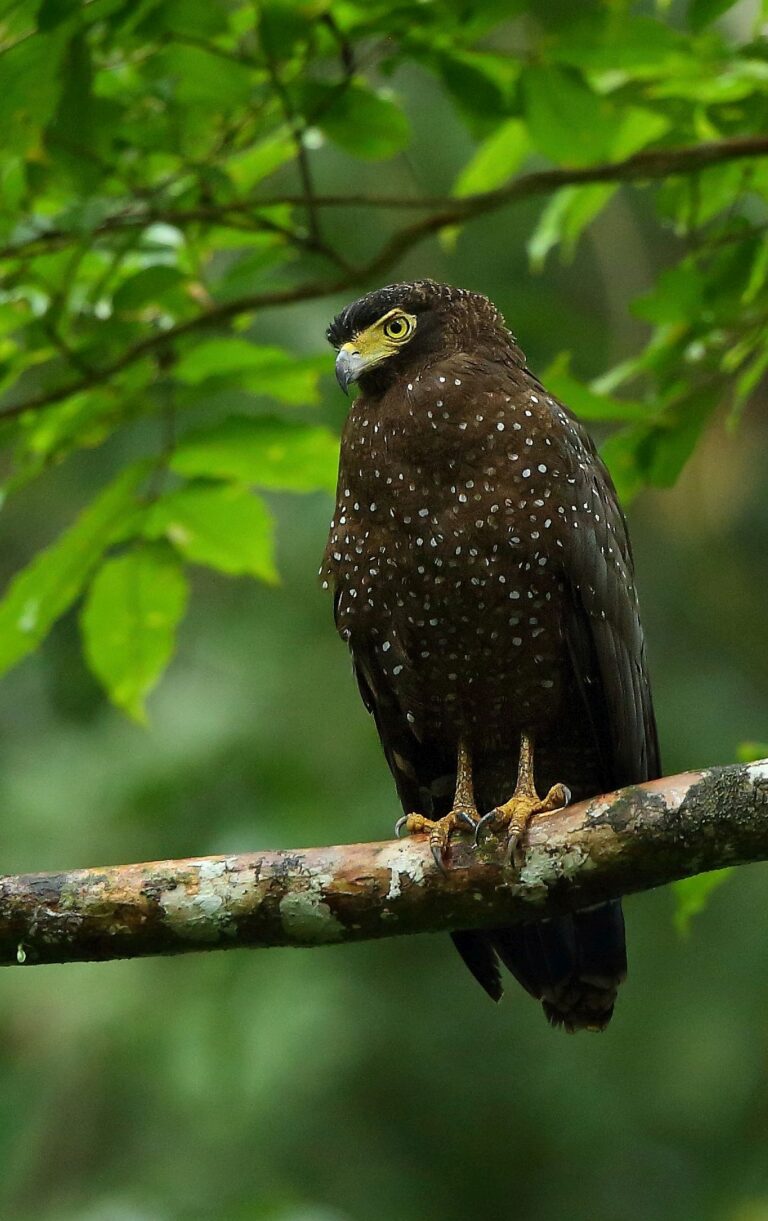 Andaman Serpent Eagle