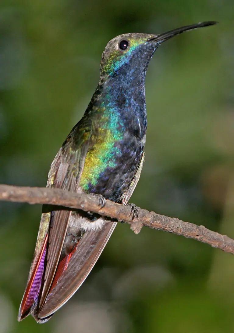 Black-throated mango