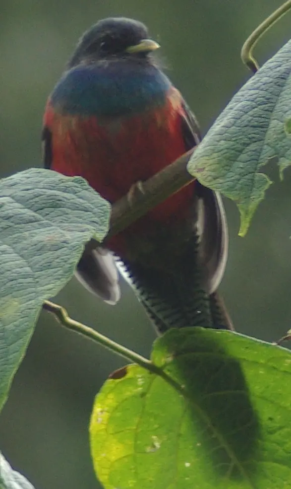 Bar-tailed trogon