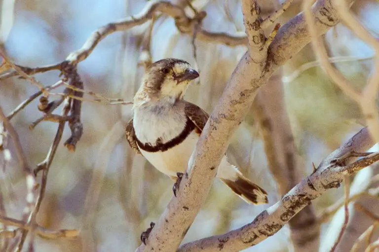 Banded whiteface