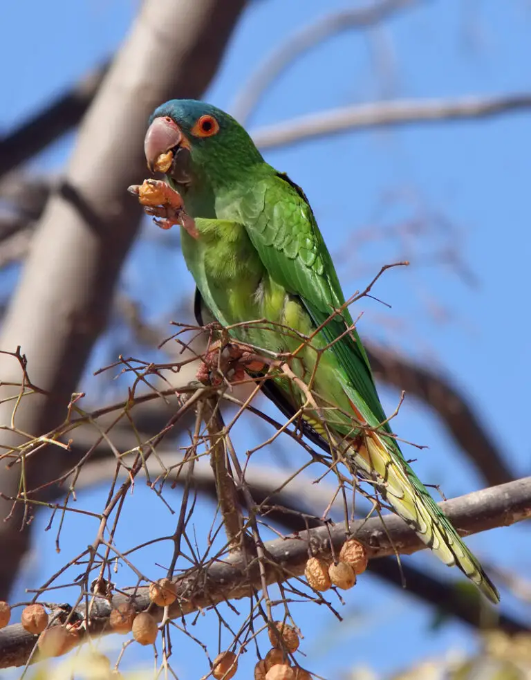 Blue-crowned parakeet