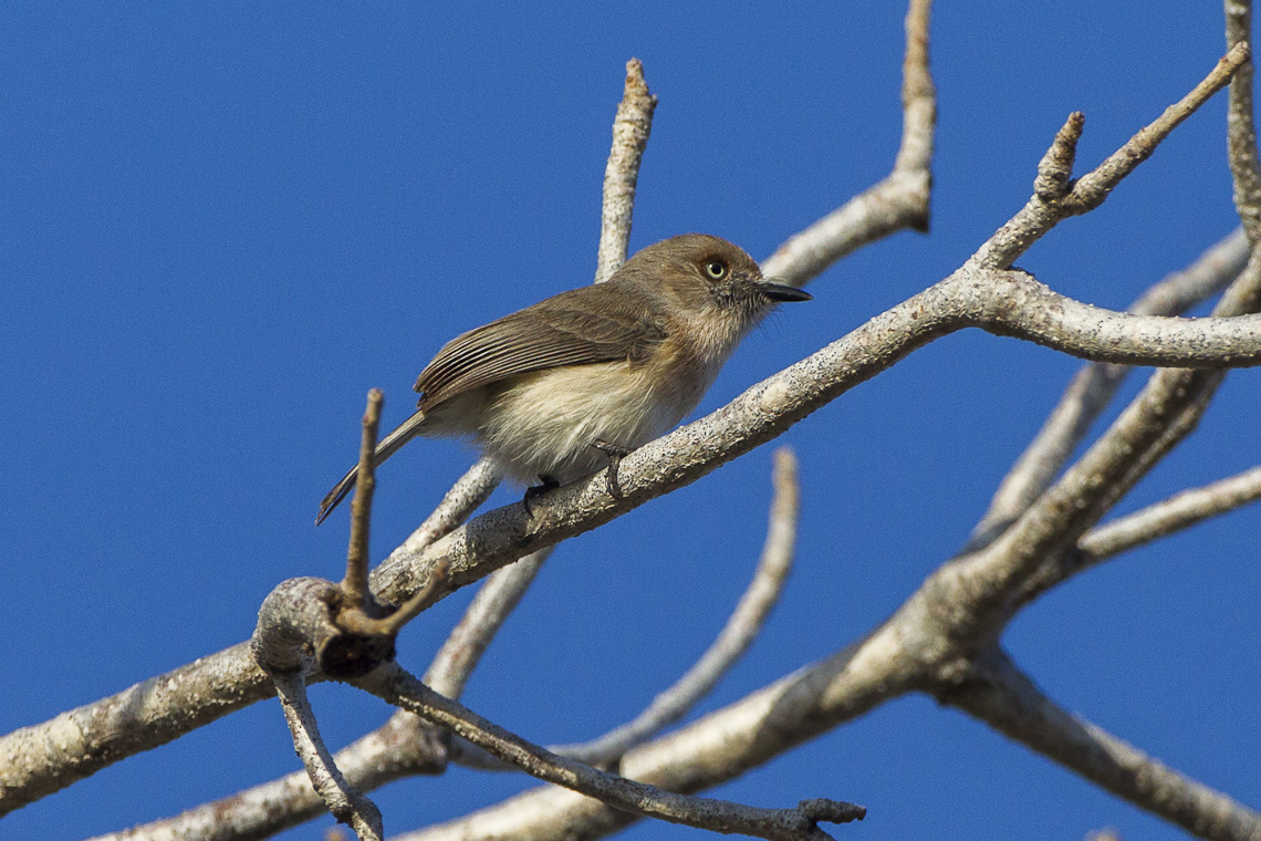 Archbold'S Newtonia