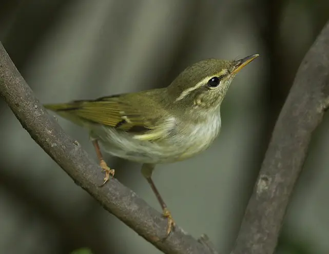 Arctic warbler