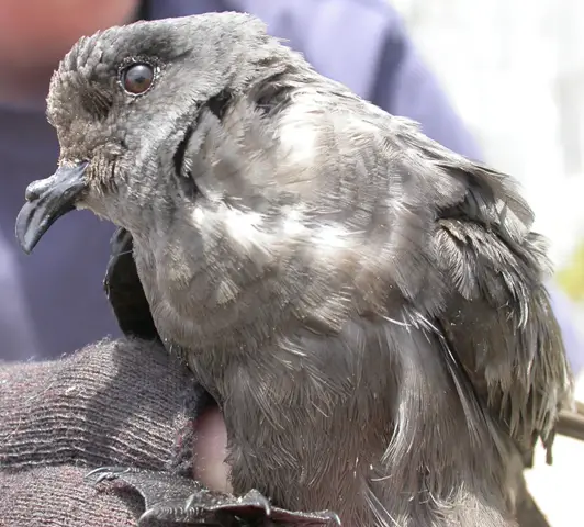 Ashy Storm Petrel