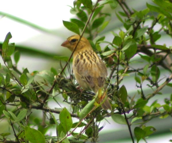 Asian Golden Weaver