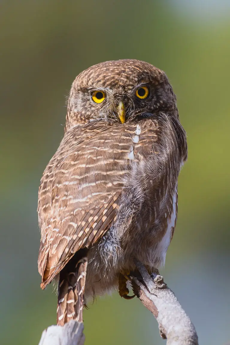 Asian Barred Owlet