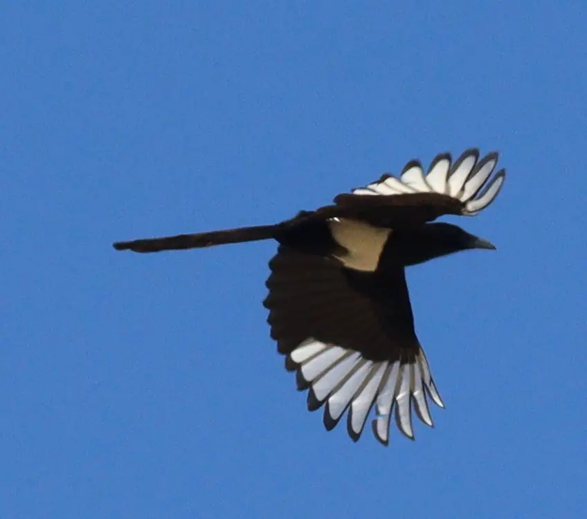 Asir Magpie