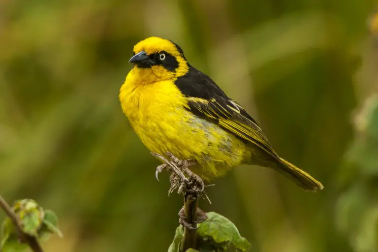 Baglafecht weaver